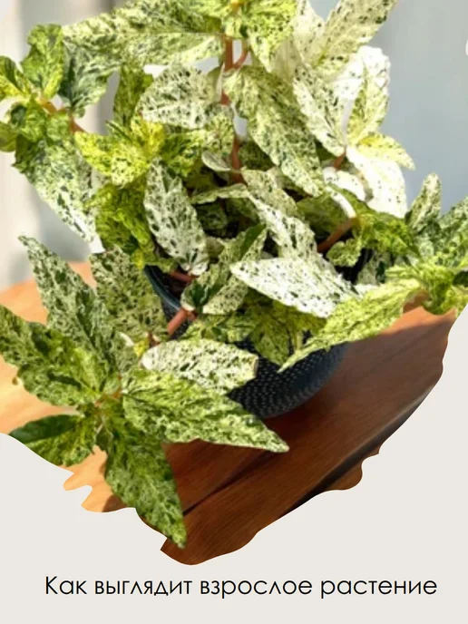 EXOTICA Эписция Серебряное Сияние (Episcia) D12см, живой цветок, Пеллиония Ползучая Вариегатная редкое, фото 8