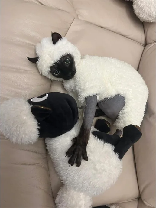 одежда для кошек размер M, белый, фото 4