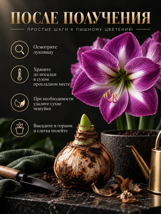 Амариллис Луковица lilac velvet 1 шт, 1 шт