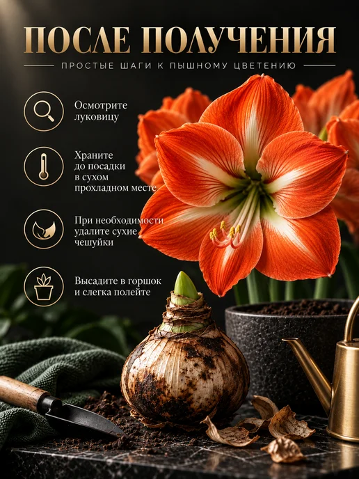 Амариллис Луковица Orange Queen 1 шт, 1 шт