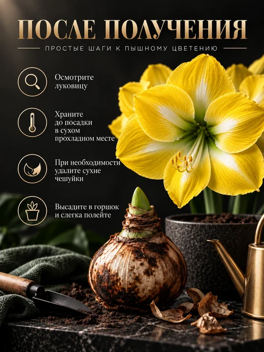 Амариллис Луковица Yellow Star 1 шт, 1 шт, фото 3