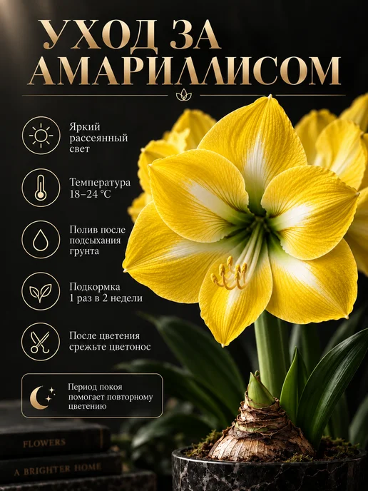 Амариллис Луковица Yellow Star 1 шт, 1 шт, фото 5