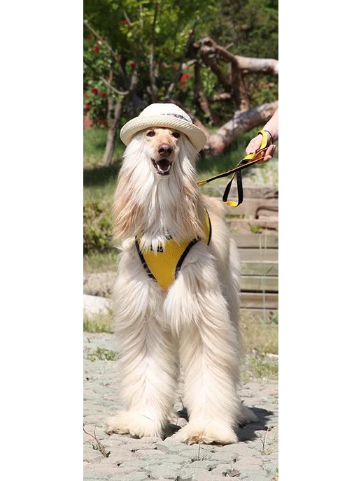 Шлейка для собак PUPPIA "Soft Vest", желтая, XS (Южная, желтый, фото 3