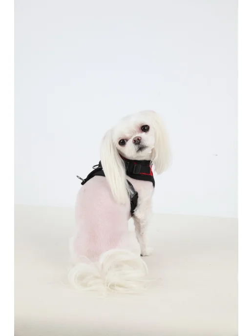 Шлейка для собак PUPPIA "Ritefit", красная, S (Южная Корея), красный, фото 4
