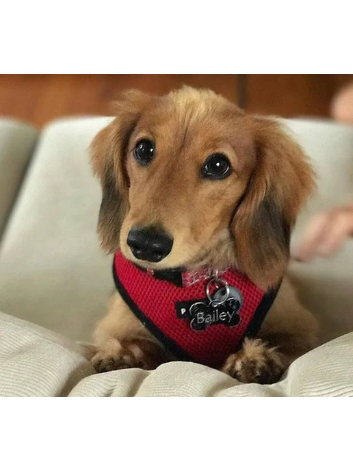 Шлейка для собак PUPPIA "Ritefit", красная, S (Южная Корея), красный, фото 5