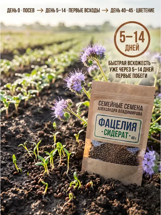 InHome ФАЦЕЛИЯ семена 40 г. (сидерат и медонос для пчел), 40 г, фото 6