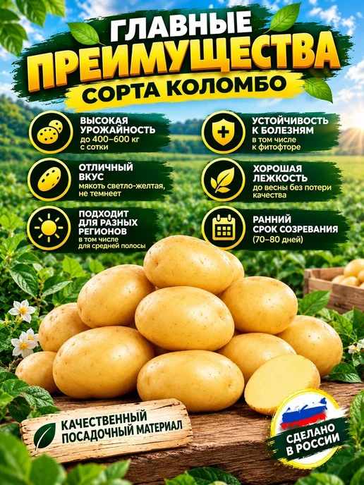Нет бренда Картофель семенной сорт Коломбо 5кг+400гр в подарок, 5 кг, 400 г, фото 2