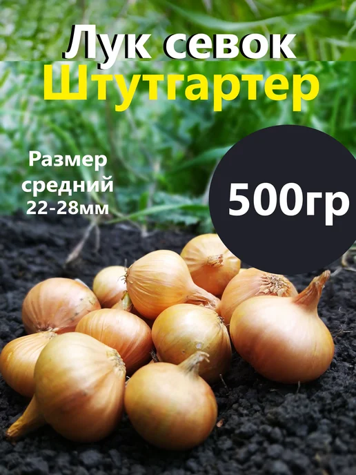 Семенология Лук севок для посадки, желтый