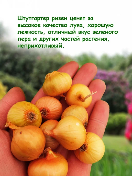 Семенология Лук севок для посадки, желтый, фото 2