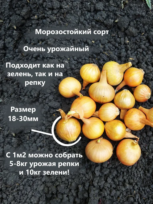 Семенология Лук севок для посадки, желтый, фото 3