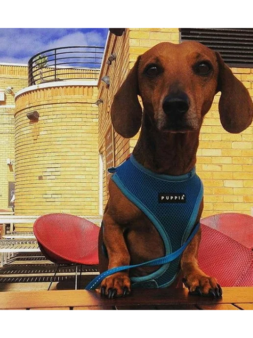 Шлейка для собак PUPPIA "Ritefit", голубая, S (Южная Корея), голубой, фото 2