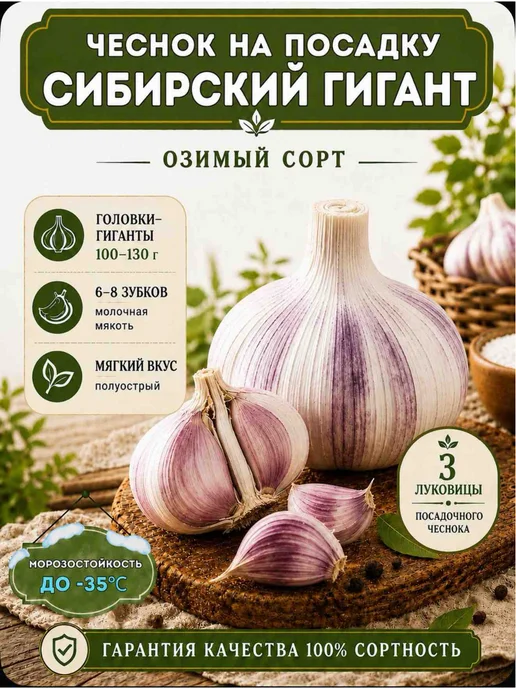 Чеснок озимый на посадку Белый слон, Сибирский гигант