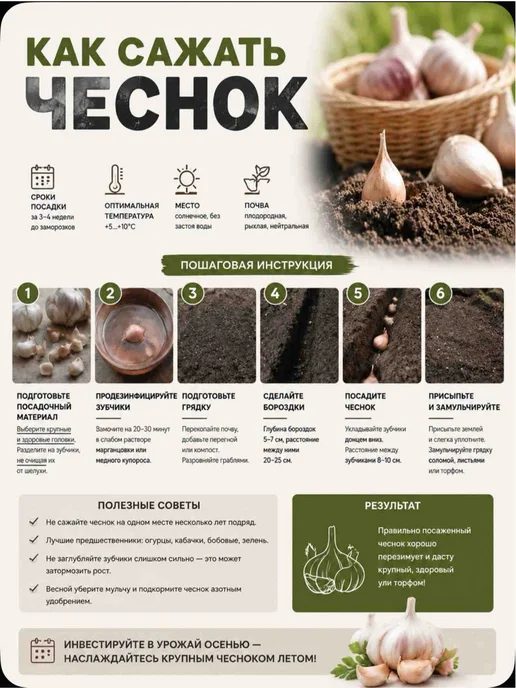 Чеснок озимый на посадку Белый слон, Сибирский гигант, фото 2