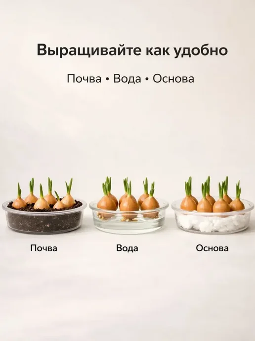 СЕВОЩ Лук севок для посадки на зелень, зеленый, фото 2