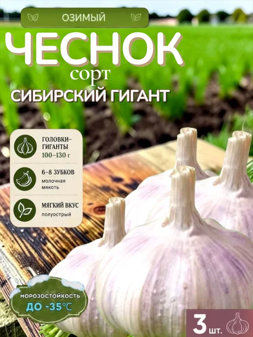 Чеснок, вариант