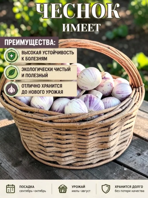 Чеснок, вариант, фото 2